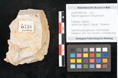 Foto (Objekt + Etikett) von Hypnum sagorianum Ettingshausen (NHMW-GEO-2024-0188-6738)
